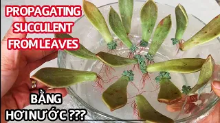 #104 How to propagate succulents LIKE A BOSS | Nhân giống sen đá bằng lá từ hơi nước | Cuộc sống Mỹ