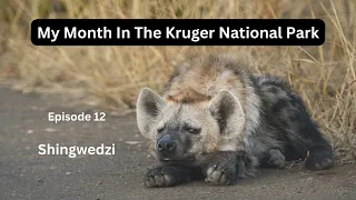 The Kruger National park - Shingwedzi - Beautiful scenery, wildlife and the cutest Hyena cub!