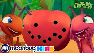 Holy Apple! | Antiks Adventures | Learn ABC 123 | Fun Cartoons | Moonbug Kids