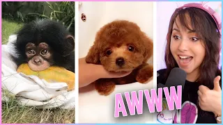 The Cutest Animals on Tik Tok! Try Not to AWWW Challenge 🥰