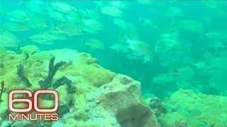 Rescuing the Reefs | Sunday on 60 Minutes