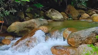 The sound of the river flowing and the melodious songs of birds, pokus, sleep, asmr