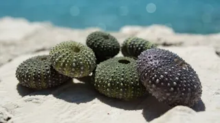 The Potential for Sea Urchins in the Aquaculture Industry