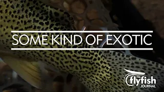 Clean water and Cutthroat on the fly with Hilary Hutcheson: SOME KIND OF EXOTIC