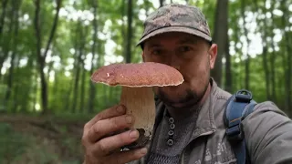 Ну Гриби!!! 🍄🍄Білі Гриби як НАМАЛЬОВАНІ Просто ФАНТАСТИКА якась. 🍄🍄🍄Все Буде 🇺🇦🇺🇦🇺🇦mushrooms