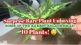 Rare Plant Unboxing || Aglaonemas, Philodendrons & More