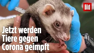 Corona-Virus: Diesen Impfstoff bekommen jetzt auch Tiere