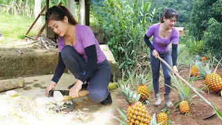 Take Bananas From Forest as Food For Pigs - Take care of the pineapple garden | Nhất Daily Life