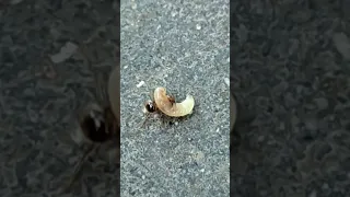 Ant vs Worm