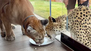 Тарелка дружбы. Пума Месси и гепард Герда едят с одной тарелки!