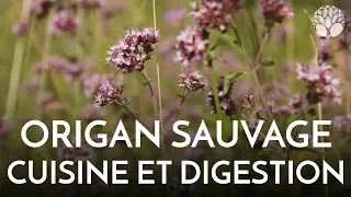 L'origan sauvage, aromatique et digestif