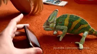 Chameleon was frightened by iphone what did he saw funny animals