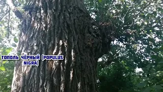 Тополь чёрный (Populus nigra)