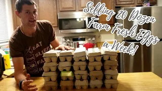 Farm Fresh Eggs: How We Sell 20 Dozen Eggs a Week!