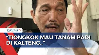 Swasembada, Luhut: Tiongkok Mau Tanam Padi di Kalteng