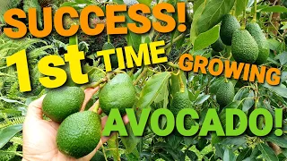 MY Easy TIPS For Growing Avocado 🥑 Successfully 🥑