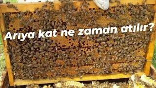 Arıya kat  (Ballık) ne zaman ve nasıl atılır