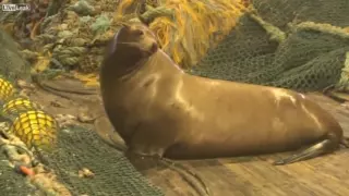 Sea Lion Attacks Boat full of fishermen