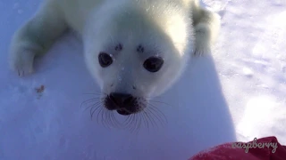 あざらしの赤ちゃん11【接近】☆harp seal baby