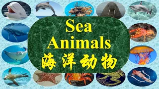 25 Sea Animals with pictures and video, names in English and Chinese with videos 海洋动物 英文中文名称