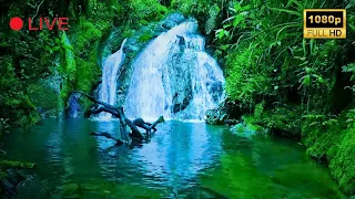 Nature Sounds 4K 🌿 Relaxing River Sounds, Beautiful Forest Sound, Peaceful Birds Chirping, Natural