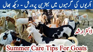 How to Take Care of Goats in Summer | Goat Farming Business in Pakistan | Dr. ARSHAD