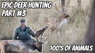 Deer Hunting Bonanza Part # 3 || EPIC Deer Hunt || Fallow & Red Deer Rut || 30-06 Rifle || Stalking