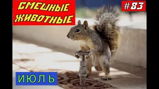 ПРИКОЛЫ С ЖИВОТНЫМИ / Смешные коты / Собаки / Смешные животные 83