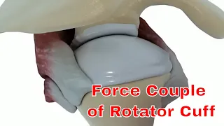 Shoulder muscle; Force couple of rotator cuff