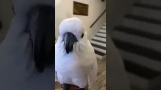 Parrot dances to Nokia Ringtone Kick