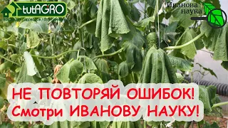 РОКОВАЯ ОШИБКА в ПОДКОРМКЕ РАСТЕНИЙ! ДАЖЕ ОПЫТНЫЕ ошибаются! Если накосячил, ВОТ КАК все ИСПРАВИТЬ!