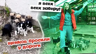 13 щенков выкинули на дорогу. Волонтер сошла с ума, всех забрала!