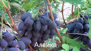 Виноград Калугина Виктора 2018