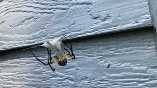 Orb Spider Entangles a Grasshopper || ViralHog