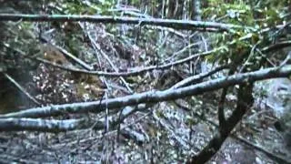 THE HUNT FOR BIGFOOT PART I