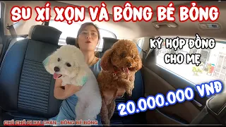 CHÚ CHÓ ĐI HAI CHÂN SU XÍ XỌN GIÚP BA MẸ KÝ ĐƯỢC HỢP ĐỒNG 20.000.000 VNĐ | BÔNG BÉ BỎNG