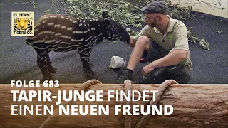 Von einem, der auszog... (Folge 683) | Elefant, Tiger & Co. | MDR