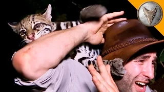 Ocelot ATTACK!