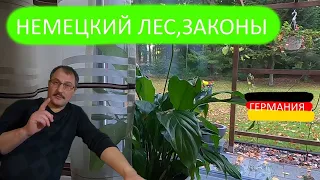 Немецкий лес,Берегите природу, лесные законы в Германии.Vlog