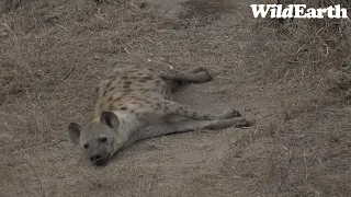 WildEarth - Sunrise Safari -  17 September 2023