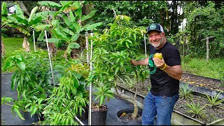 How a Mango Farmer Spends His Day