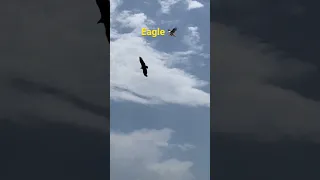 Полет орла