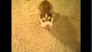Dog swears at owner