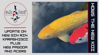 Update On New Koi | New Japanese Pagoda And Acers | #koi