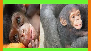 baby chimpanzee : The most amazing video you have ever seen | Baby chimpanzee sleeping