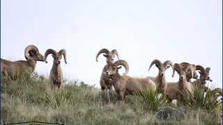 Wildlife for Lunch - Bighorn Sheep - November 2015