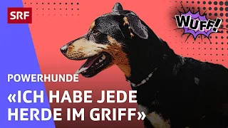 Rowyn: Eine Hütehündin bei der Arbeit | Powerhunde | SRF Kids – Kindervideos