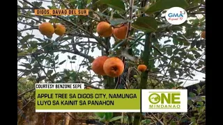 One Mindanao: Punuan Sa Apple Sa Digos City, Malampusong Namunga