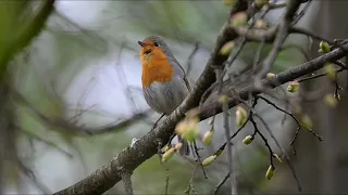 Весенняя песня зарянки