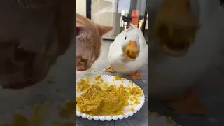 Cat vs Duck - Eating Competition (funny)